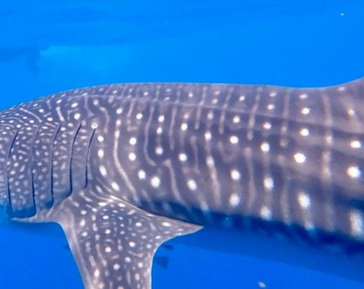 da502c49-31e7-42ae-810e-3afda9a24888