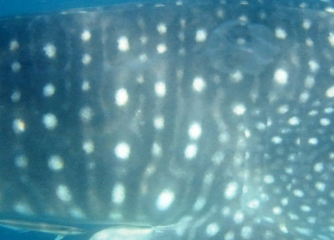 ef4ba4f6-da9b-4930-bcba-5e51b7c543bc