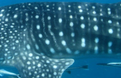 ef4ba4f6-da9b-4930-bcba-5e51b7c543bc