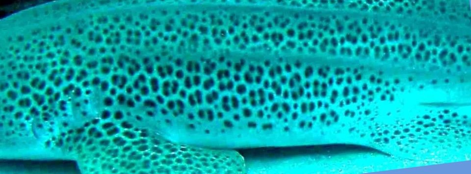 0900acb2-c79b-4886-a2e7-a80f66418da6