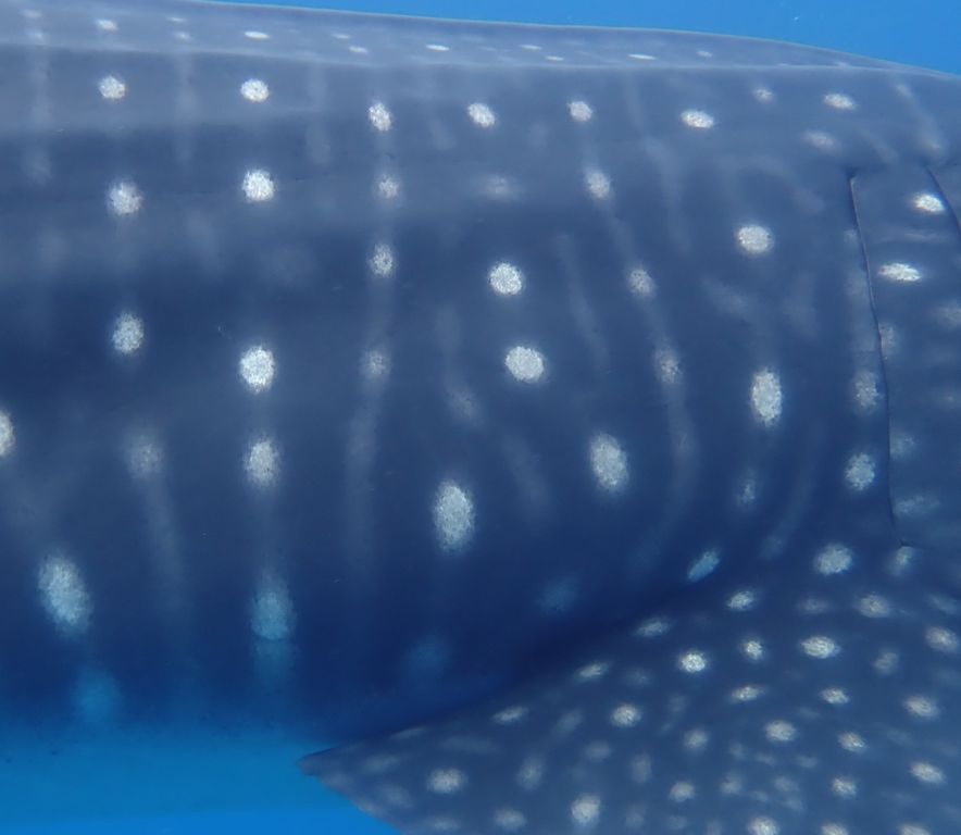 4574a8b7-03e0-4b1e-9d6a-375c56186acf