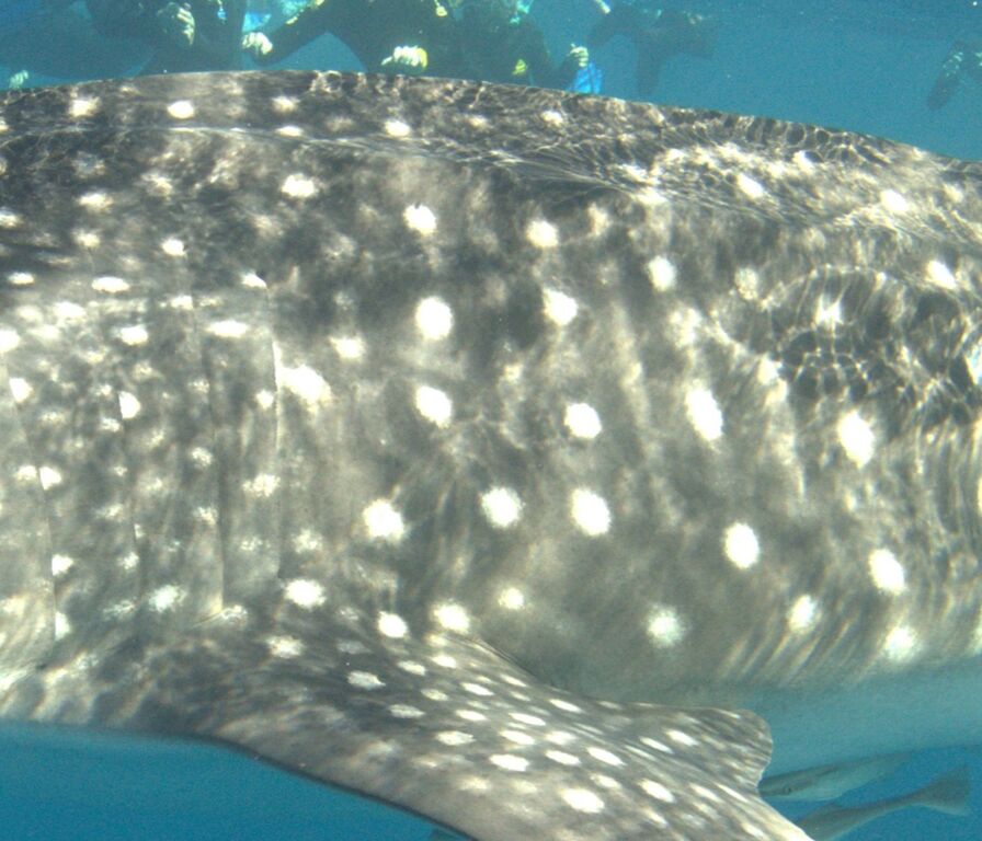 8858299a-4c7e-45d0-8fed-cbc32a911ebd