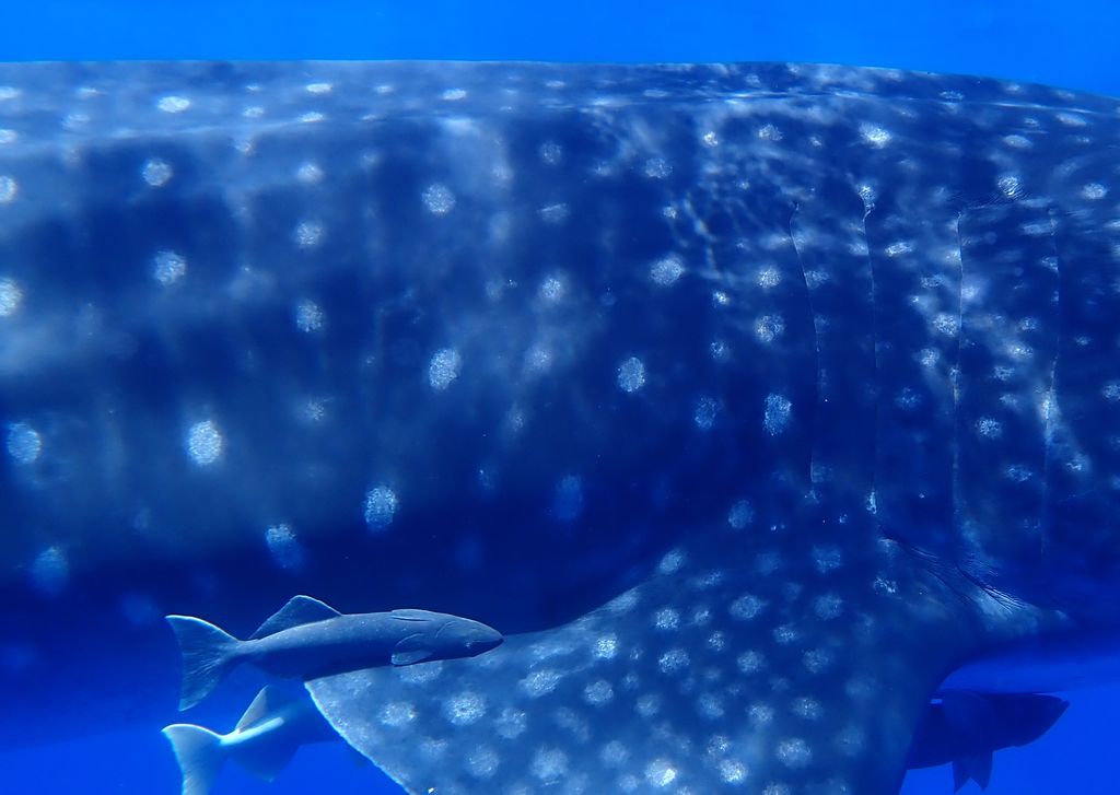 acfdd706-caaf-4d19-97dc-3421ab99ef5b