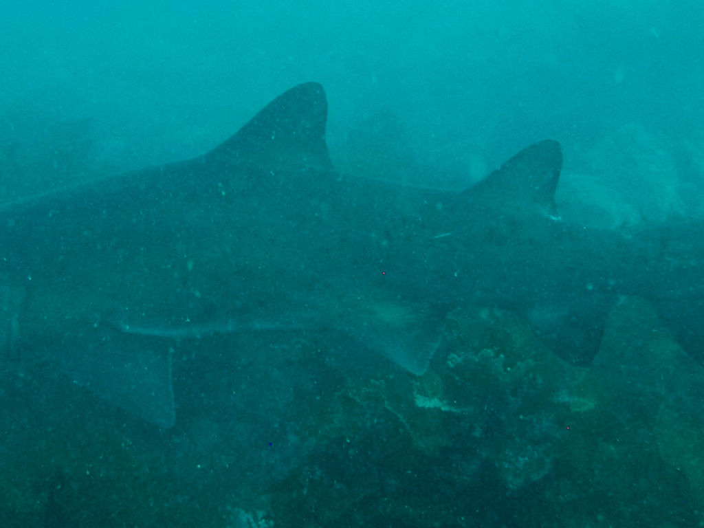 a5b66da6-f097-4a63-9975-9056cd1b1ff8