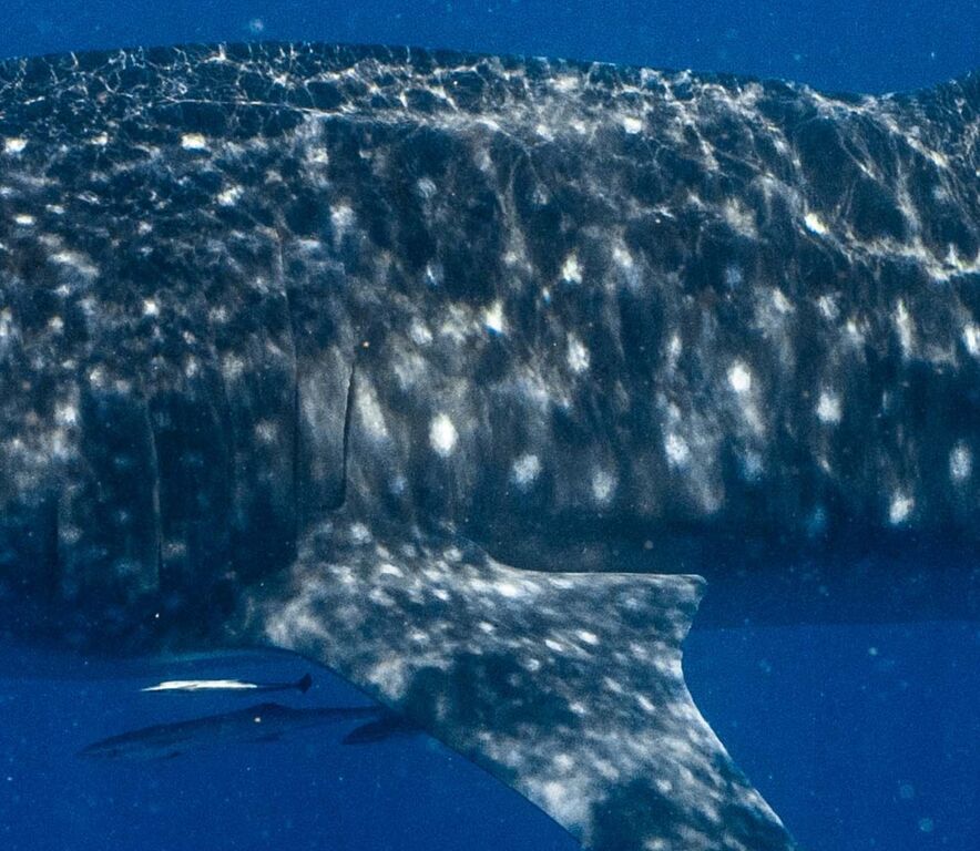 ffa38517-a769-4e6f-95d0-a85576dfcfcd