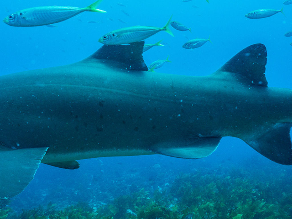 84e099ed-4f16-4d70-b826-4c666d1e7959