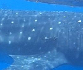 24756729-b16d-4ec5-abb0-8f8d76c296a3