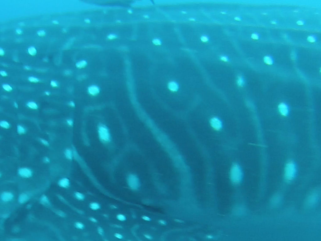 2e6abe25-045c-49c2-865e-598ea4f4197f