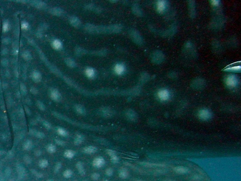 a9a9c5ed-2528-4398-bb0f-73d448d2d909