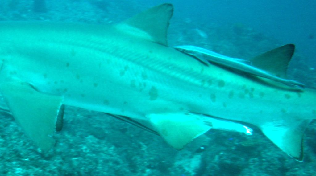 7ff9601a-13d5-4456-8d82-6f26e39e5836