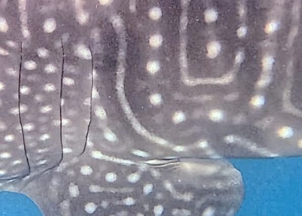 8190b8c5-c25a-4503-84b0-4c490ecf3a98