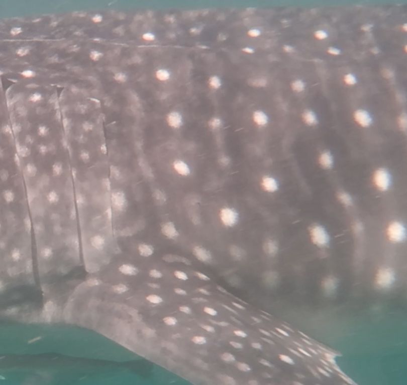 0983a11a-1f90-40ad-adb2-91de7a666f5a