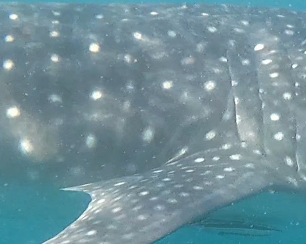 137733ec-f4b2-41c8-aca0-eb99534ec1c3