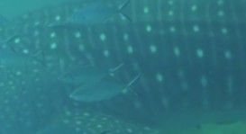 ed150060-c5ed-45b1-86b0-26cc3f75f947