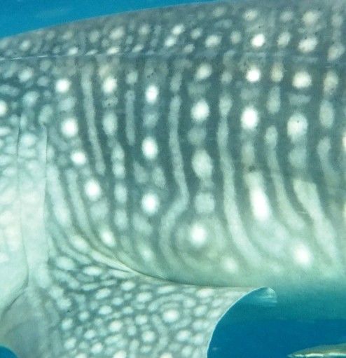 ad05f91d-ff54-47b5-b8b0-51d4800c0ea4