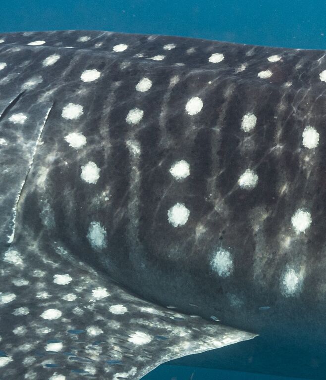 68af1456-2456-473d-a4d4-832dab68f2b2