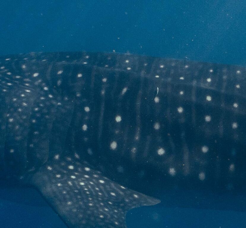 240ea5ba-2e4e-477b-b585-900b77330fad