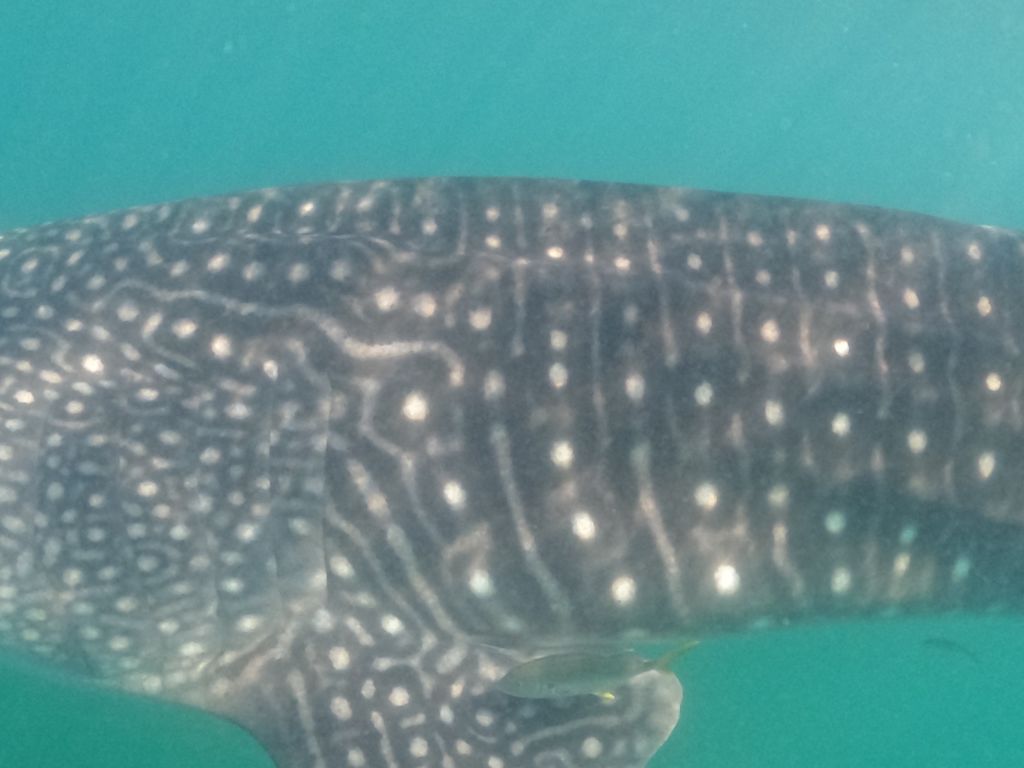 ebe18e84-2146-4ed8-8d22-e63bf77a13d0