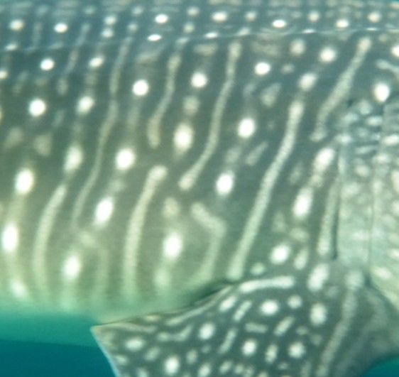 33944c05-9523-4c8f-be94-dd7b6e664663