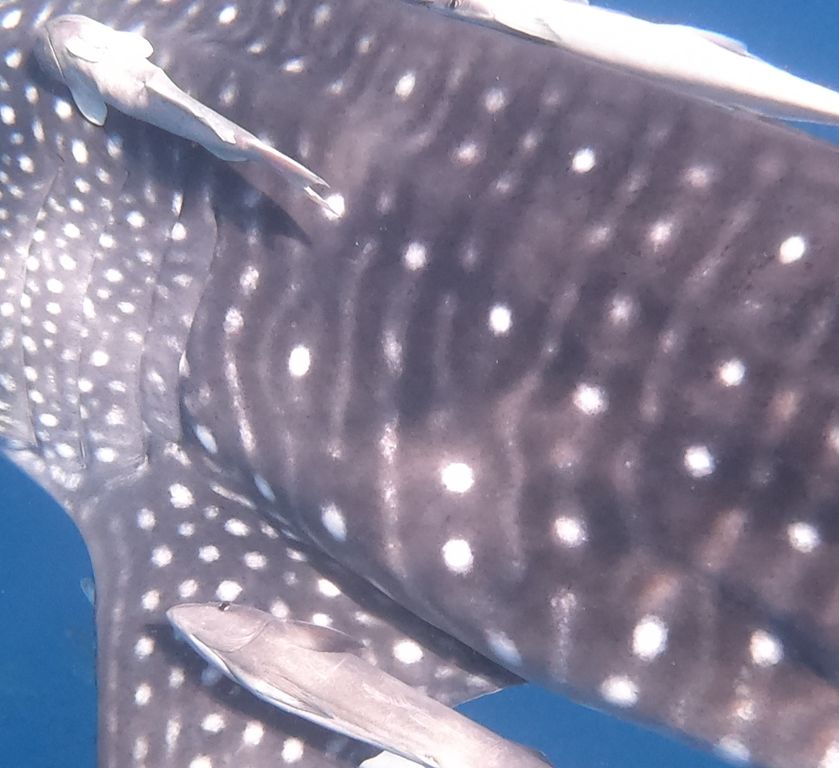 f0a6bd88-4fa0-4108-a82f-d614e58c17b6