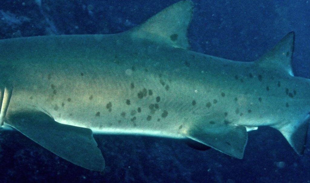 a4a74b84-e781-4dc2-b513-4a4a5c7d4c58