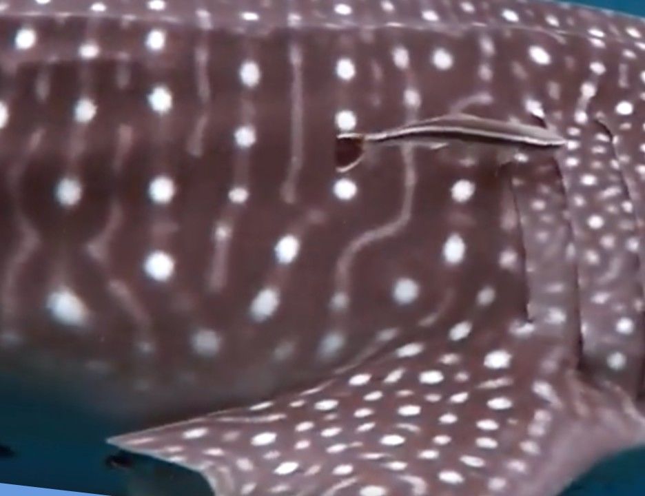 7515cbc4-1d0c-4bcb-a01a-823d374f9dcb