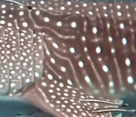 7515cbc4-1d0c-4bcb-a01a-823d374f9dcb