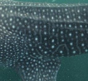 8565aa9f-1e87-4d0e-802a-d8d370aa5635