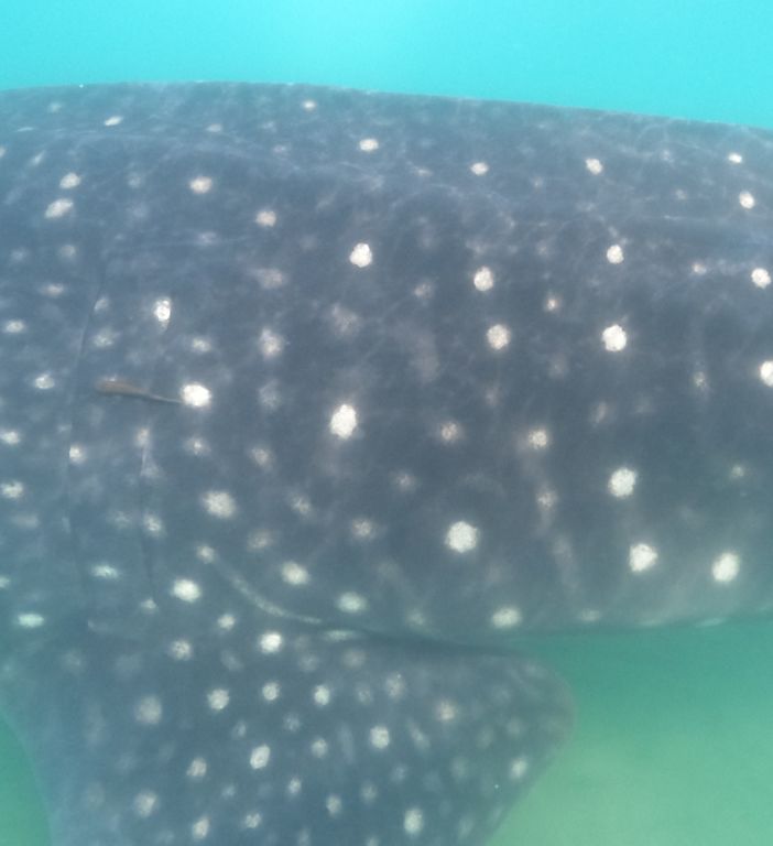 01d97bca-2a1a-48c0-99f8-c5b54a33304d