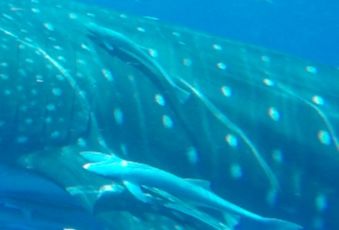 ff83d036-44cc-4b63-8bf3-f4d98d1ffef8