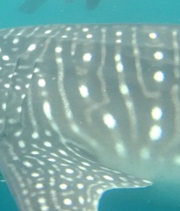 e17b6ad1-ea63-45ae-a895-80a13719f6e0