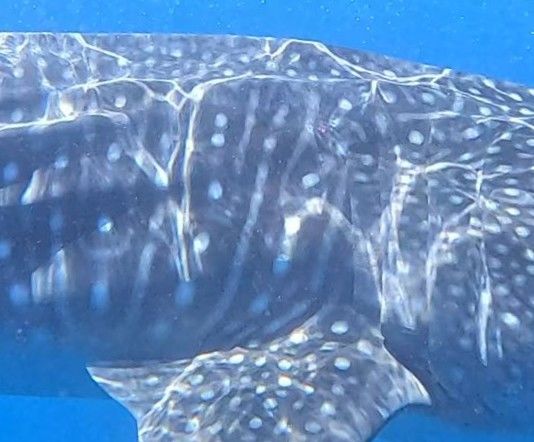 51dbca4c-6c09-47d7-b1a5-0a0e160e90af