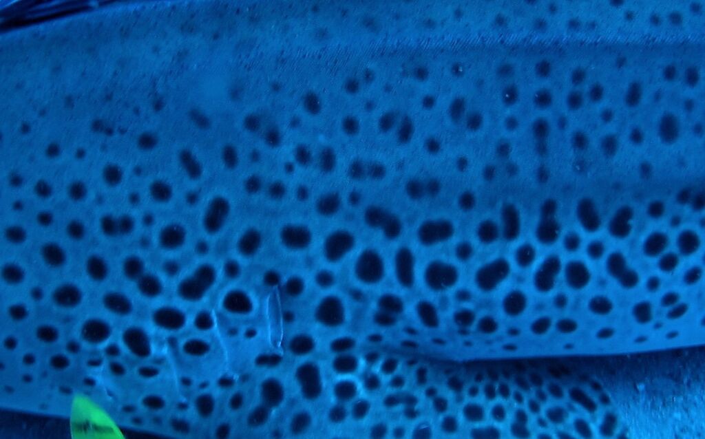 f31d39e6-76b0-4629-90fe-e298725bc01e