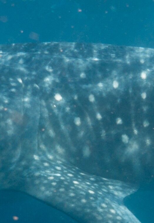 71f0aa7b-15ab-4d95-855f-8b1cb74d911e