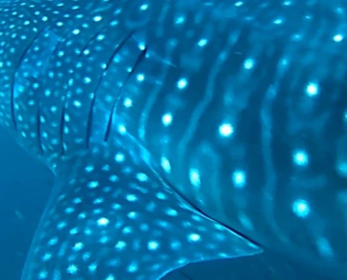 d8a2df5a-50c1-4d1e-a88d-7ddad8ffc9c7