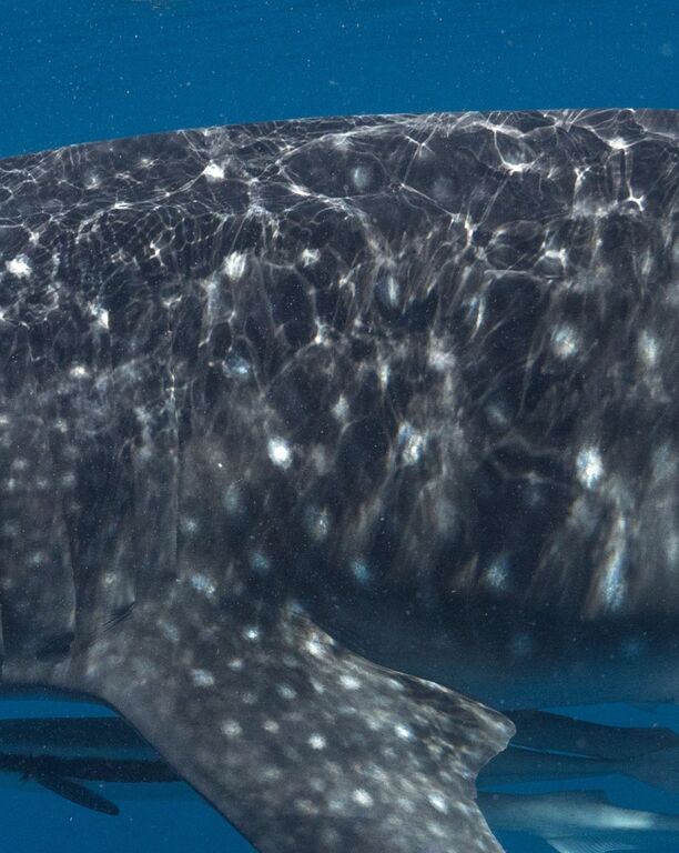 4e398a2b-d977-42aa-a2a4-98a57c60df50