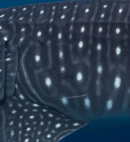 87783db8-8c1d-4254-b052-6bd20cfd4514