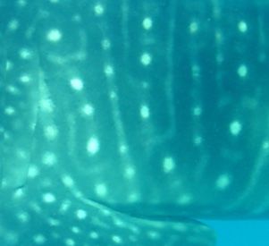 42a4ac9d-ae1e-41ea-b999-14c3244e33b5