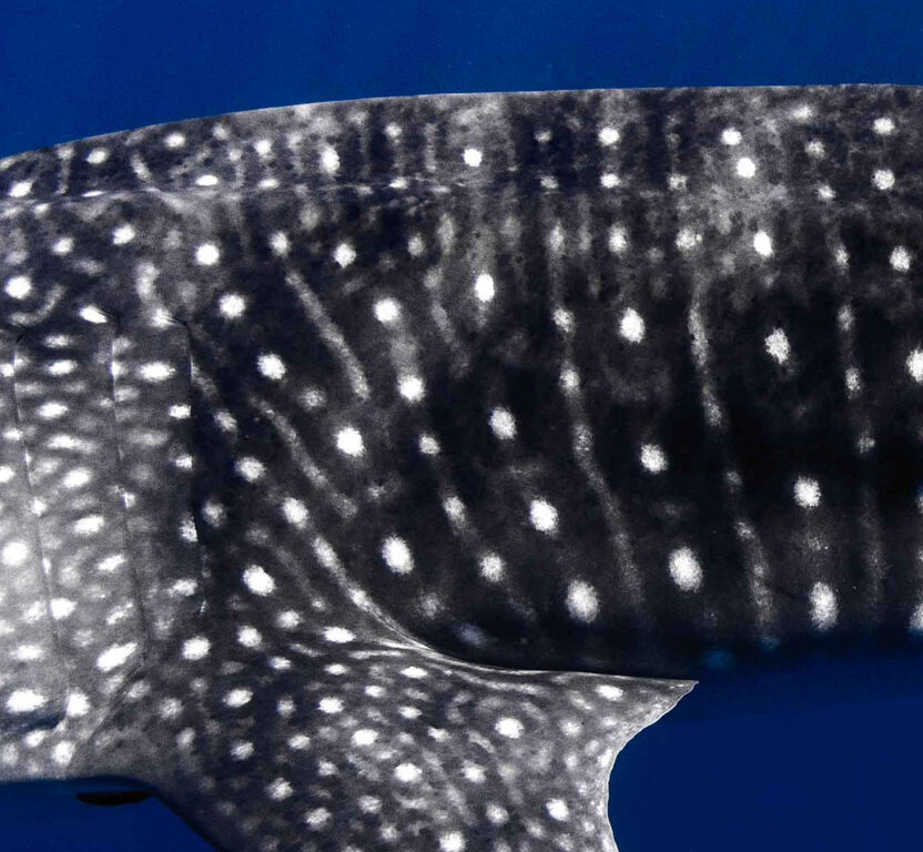 3b8e8505-3f92-40ad-ab43-e1adcd0a2d53