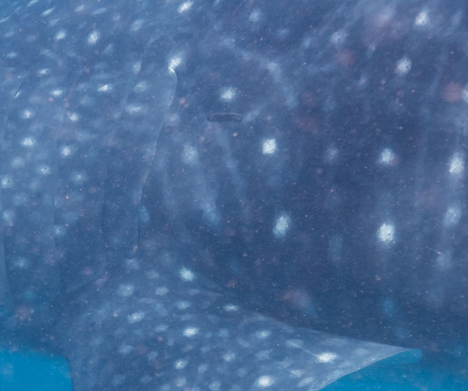 2bcddea7-b335-4efc-bd31-342e105e9a20