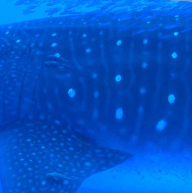 4a2ee421-3cd6-46b0-9446-95b13658c025