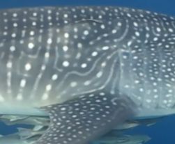 fa55a489-a5d6-47d5-8aec-c60fdeac08bd