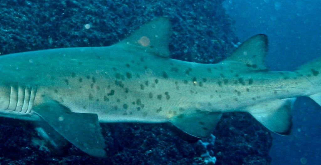 f7af28ed-da75-402f-ad22-148ff2cf764a