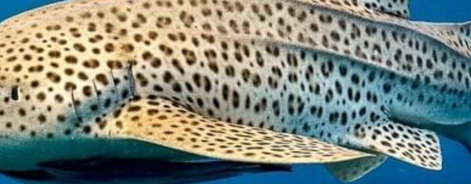 ca9a9f0f-0009-4411-8125-36d3a9974a3d