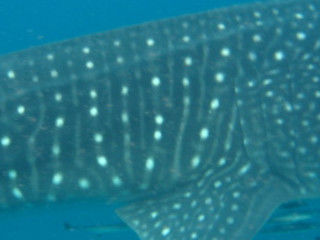 e9a3a11c-aab4-4c75-b2a1-a4515692569b