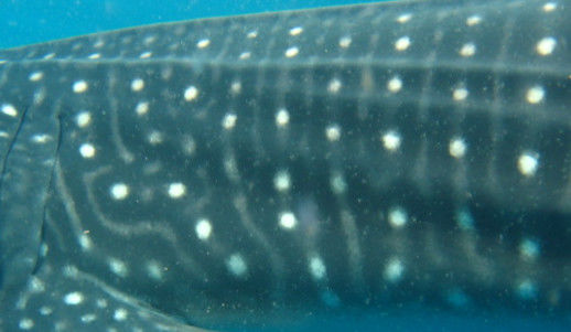 e9a3a11c-aab4-4c75-b2a1-a4515692569b