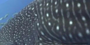 03df6915-7068-45b7-8752-9bcfea084c28