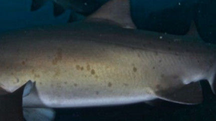 33ae3a3e-073c-4621-8ba5-65e18144911c