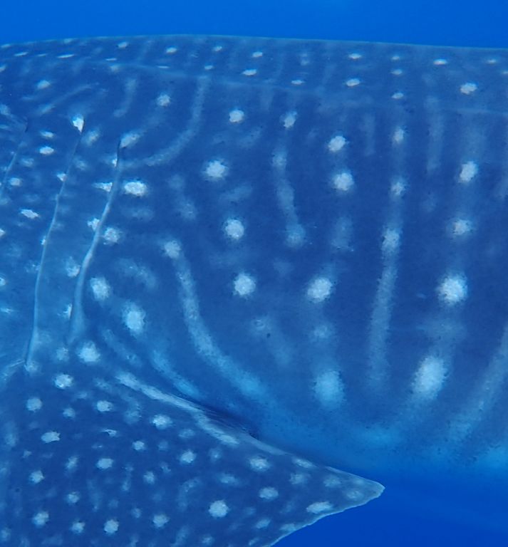 6509dc5d-9e14-497d-990a-403e72dfd830