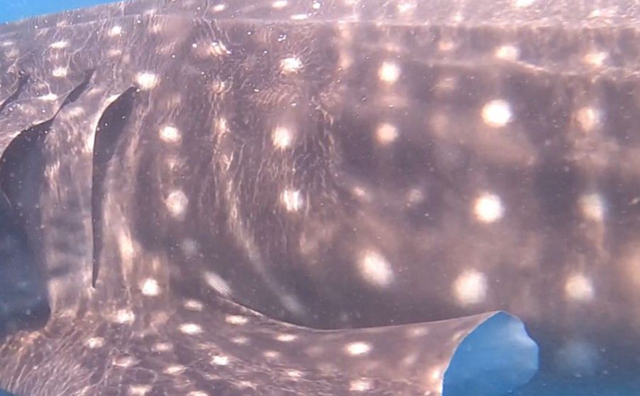 a233b310-7d96-47a0-aba2-b7ed0e08325f